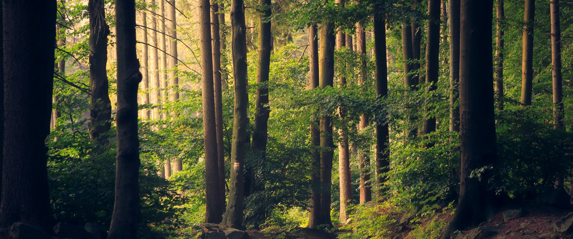 Lush tropical forest canopy with sunlight filtering through the leaves
