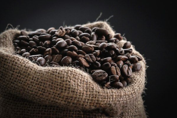 Coffee plants growing on a lush mountainside farm