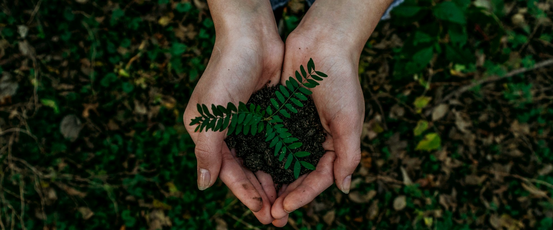 Hands nurturing a small plant, symbolizing growth and investment